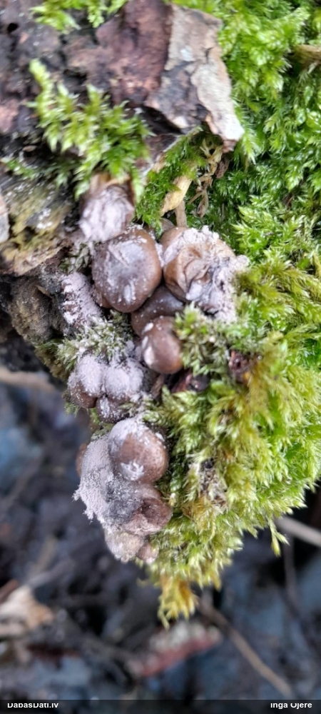 Vilkpienaine (nenoteikta)