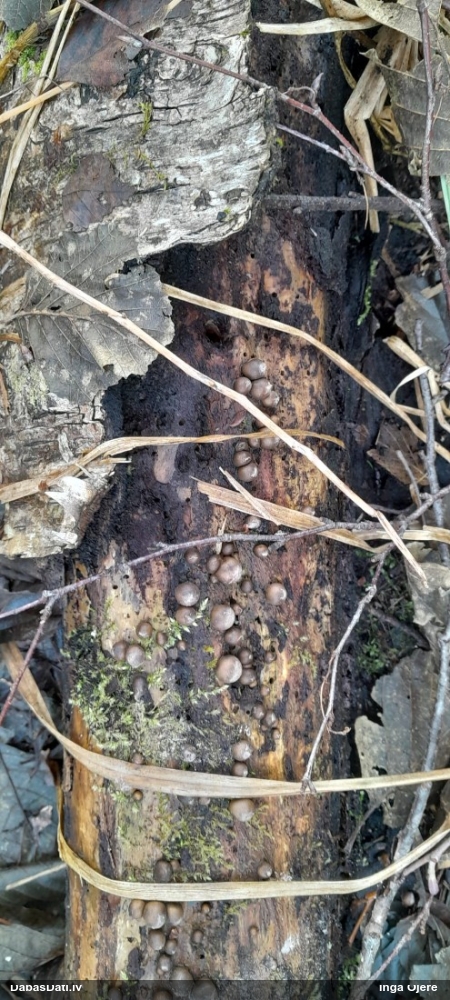 Vilkpienaine (nenoteikta)