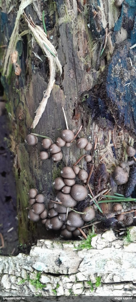 Vilkpienaine (nenoteikta)