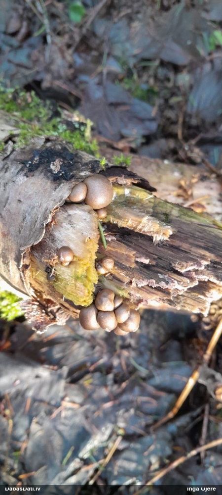 Vilkpienaine (nenoteikta)