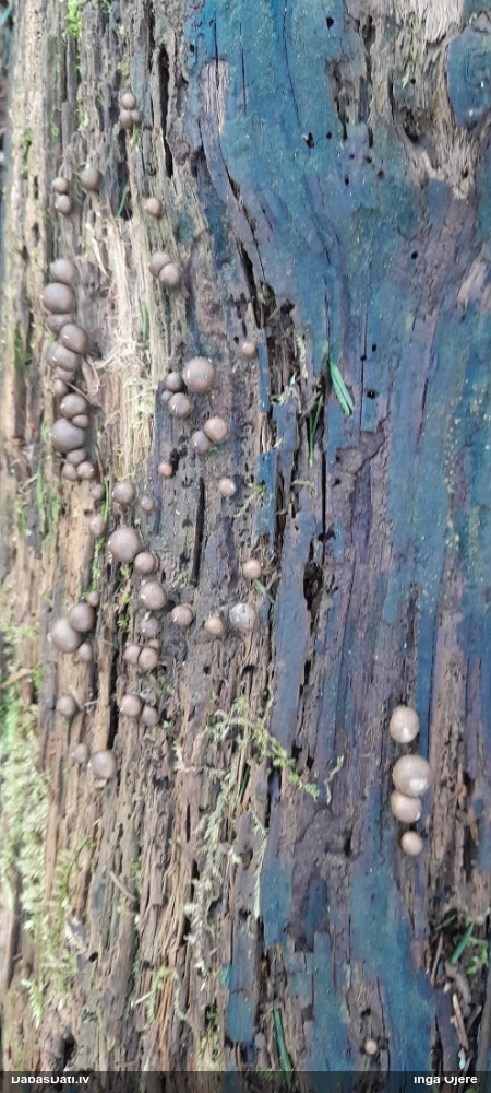 Vilkpienaine (nenoteikta)