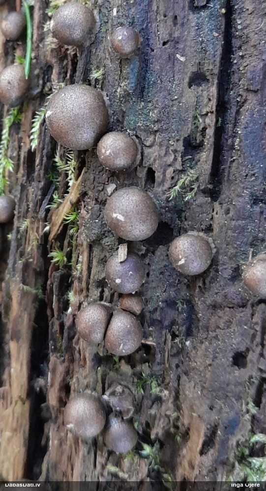 Vilkpienaine (nenoteikta)