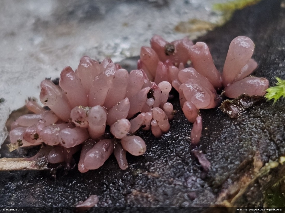 Krokainā purpurlāsene