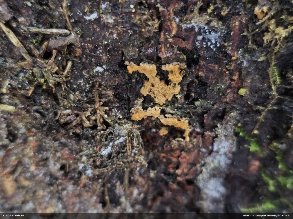 Trihija, hemitrihija (nenoteikta)