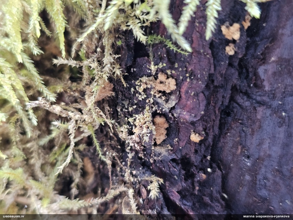 Trihija, hemitrihija (nenoteikta)