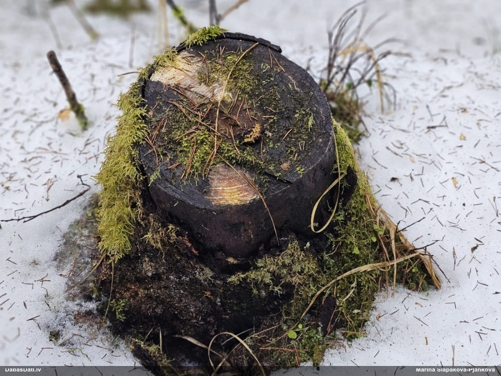 Trihija, hemitrihija (nenoteikta)