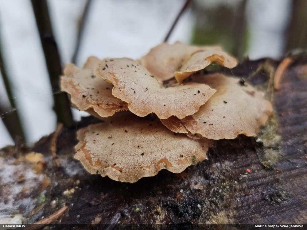 Sūrā pundurkamolene