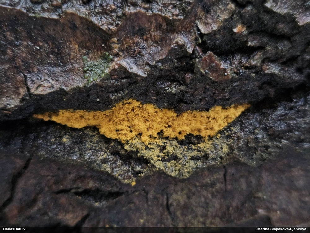 Nolīdzinātā oligonēma