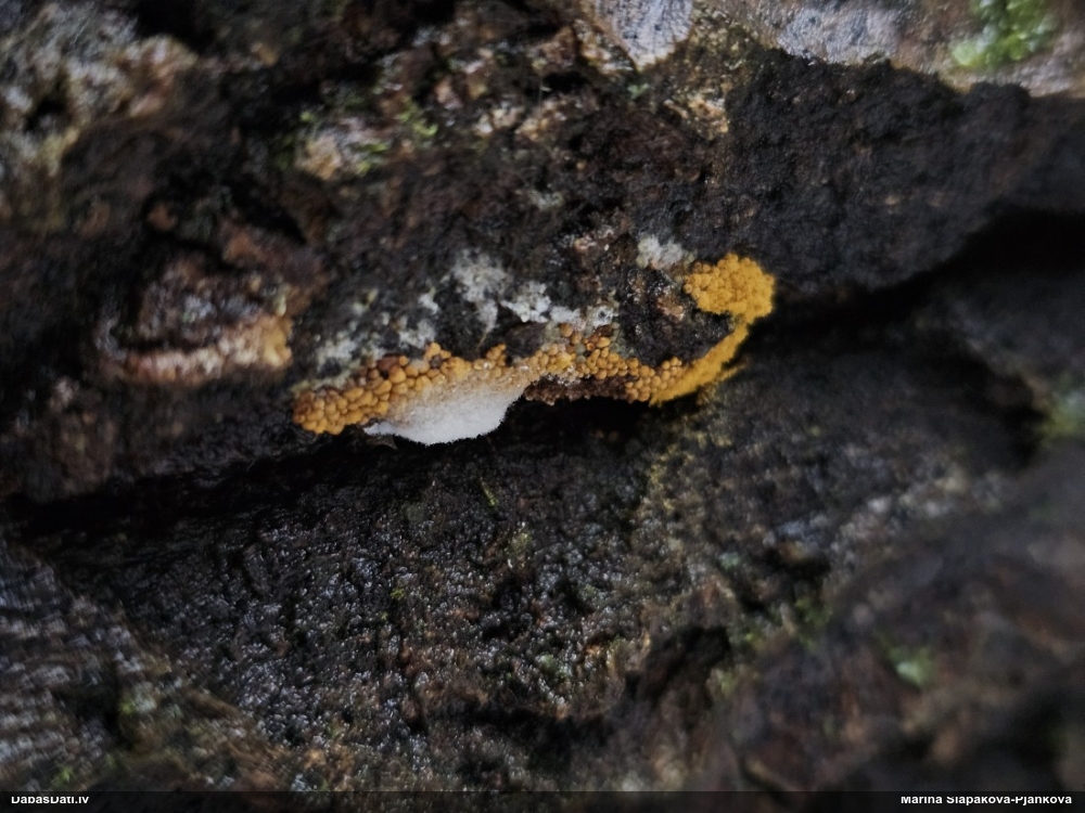 Nolīdzinātā oligonēma