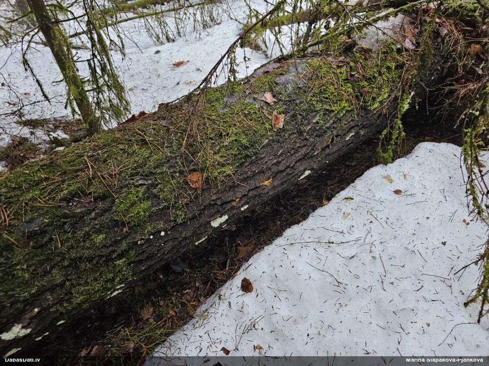 Nolīdzinātā oligonēma