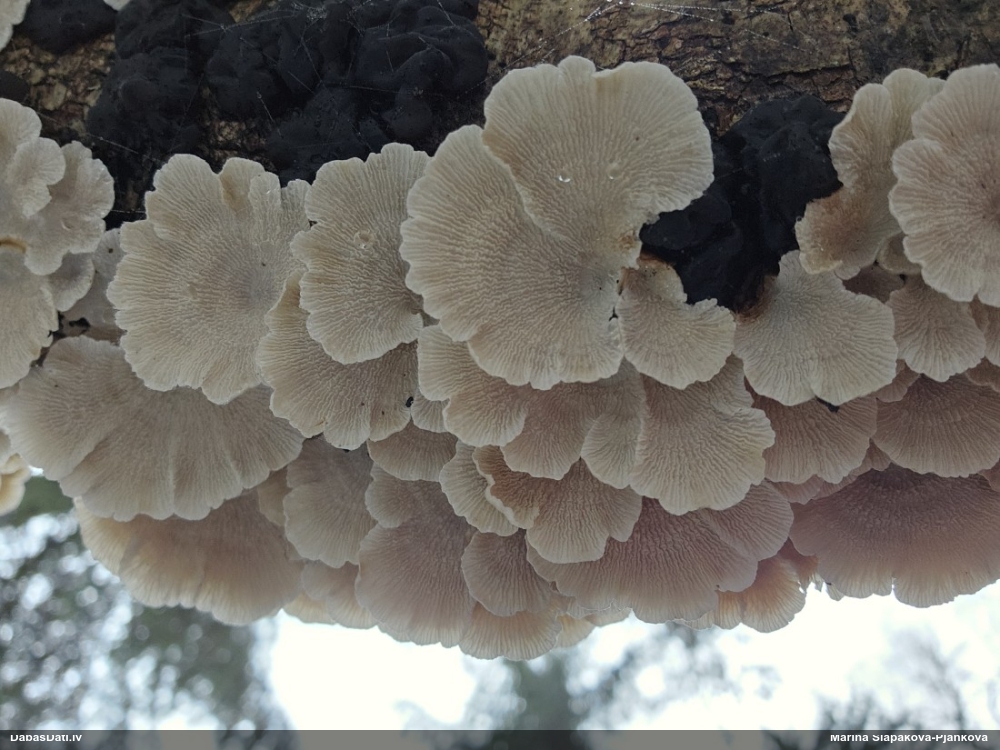 Cirtainā kroklapīte