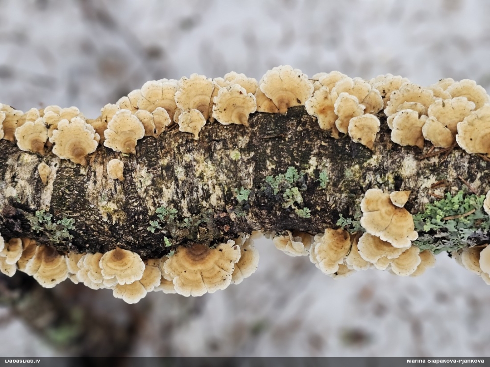 Cirtainā kroklapīte