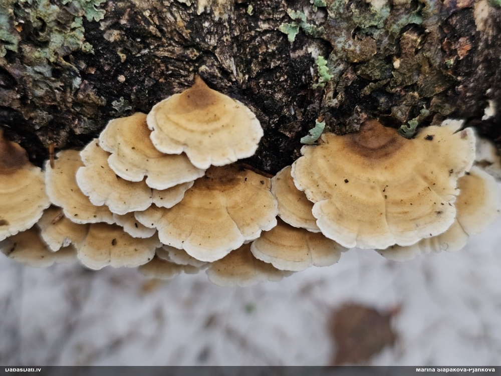 Cirtainā kroklapīte