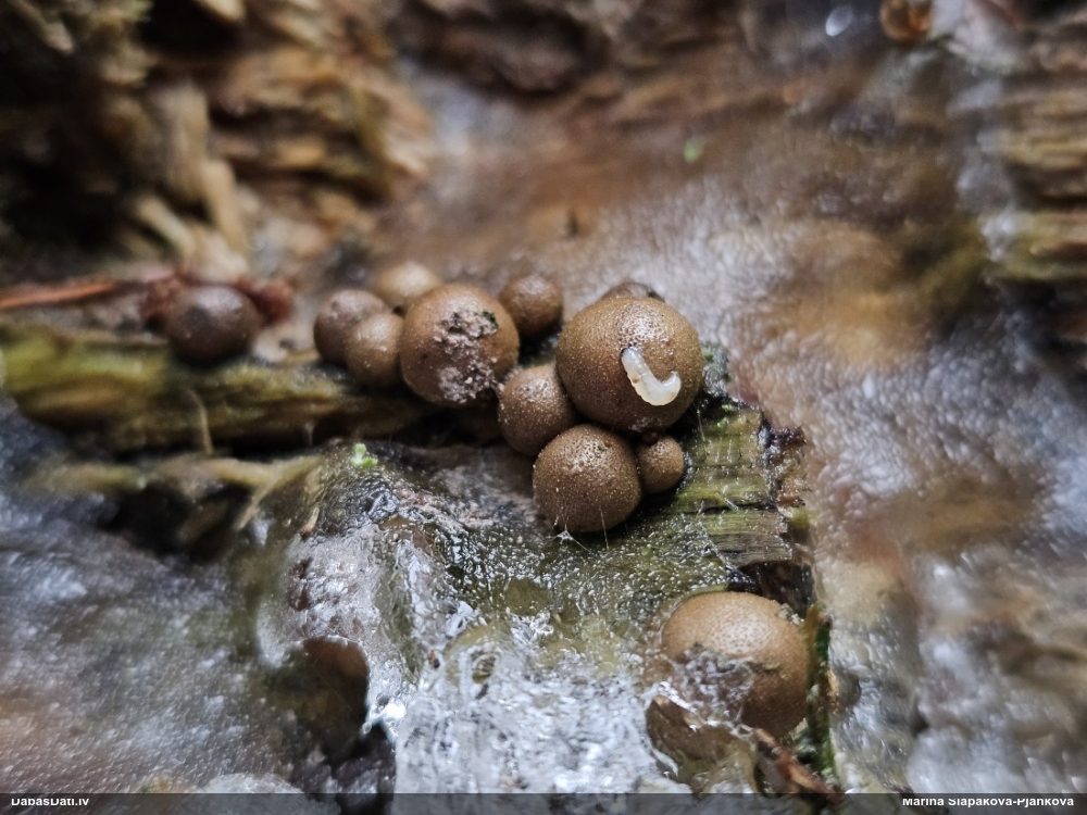 Koksnes vilkpienaine