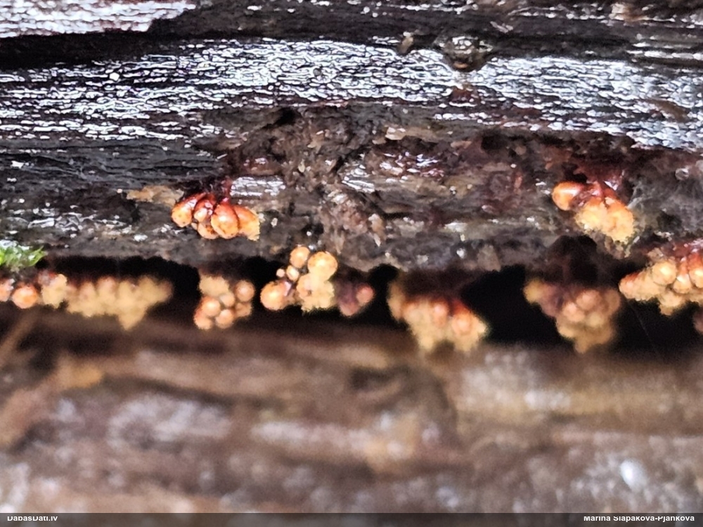 Metatrihija (nenoteikta)