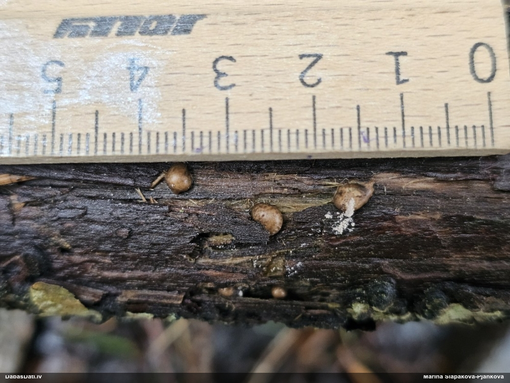 Koksnes vilkpienaine