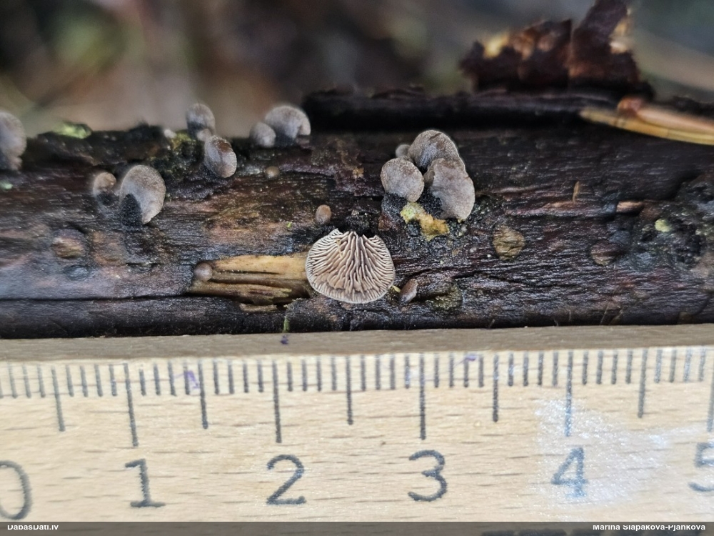 Gliemežnīcene (nenoteikta)