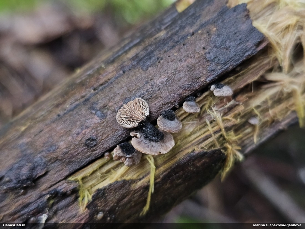 Gliemežnīcene (nenoteikta)