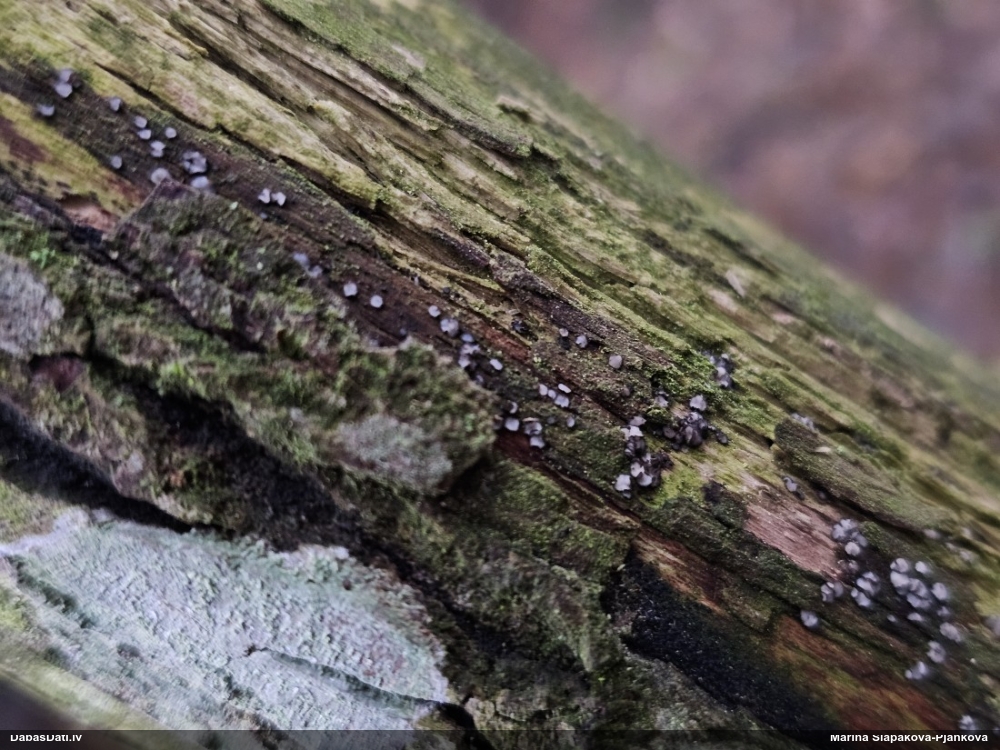 Molīzija (nenoteikta)