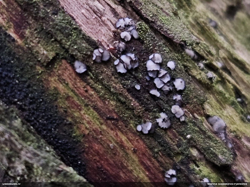 Molīzija (nenoteikta)