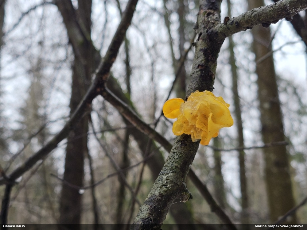 оранжевая, пленчатая дрожалка