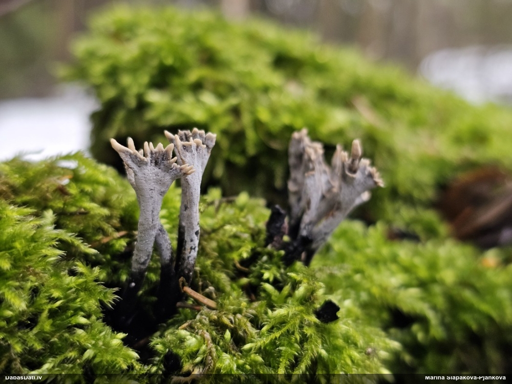 рожковидная ксилария