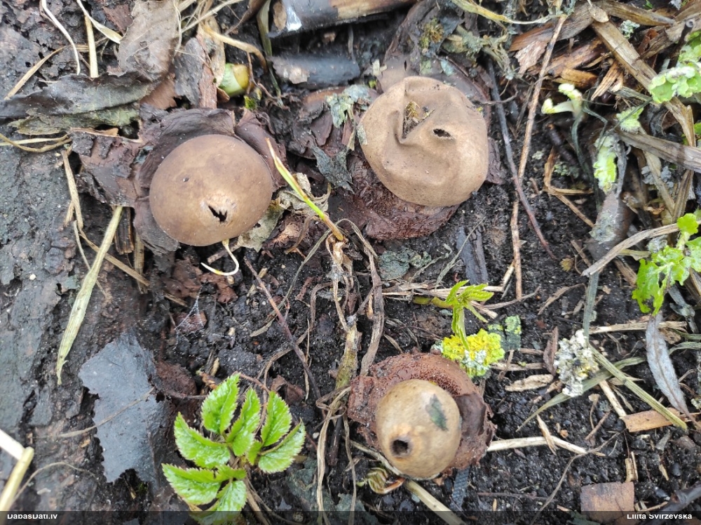 Zemeszvaigzne (nenoteikta)