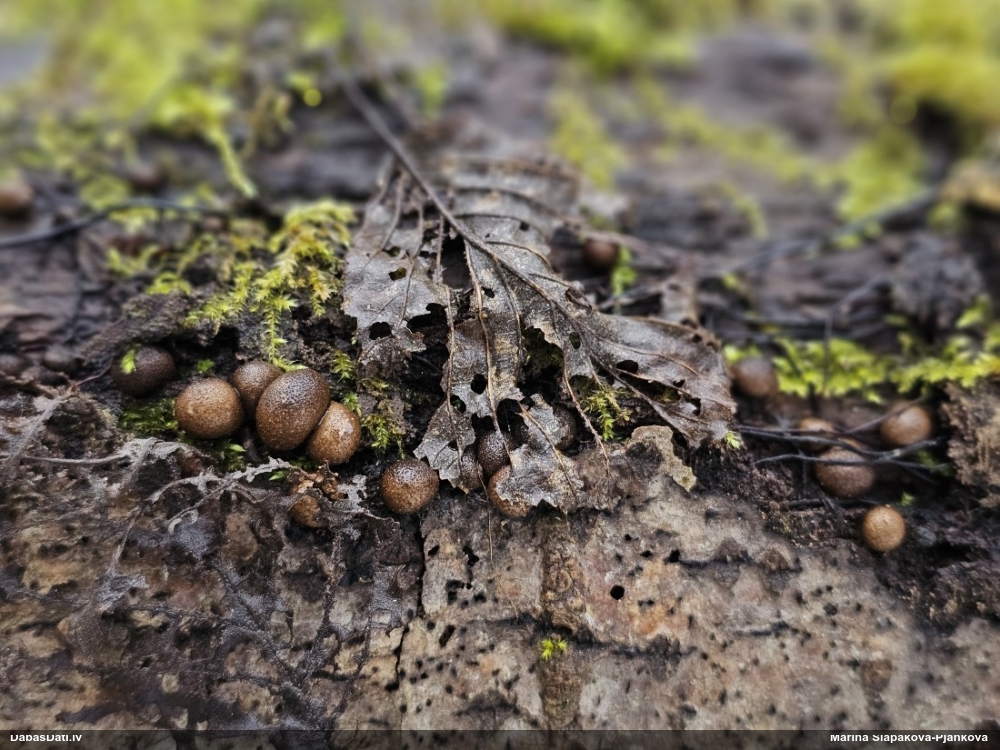 Koksnes vilkpienaine