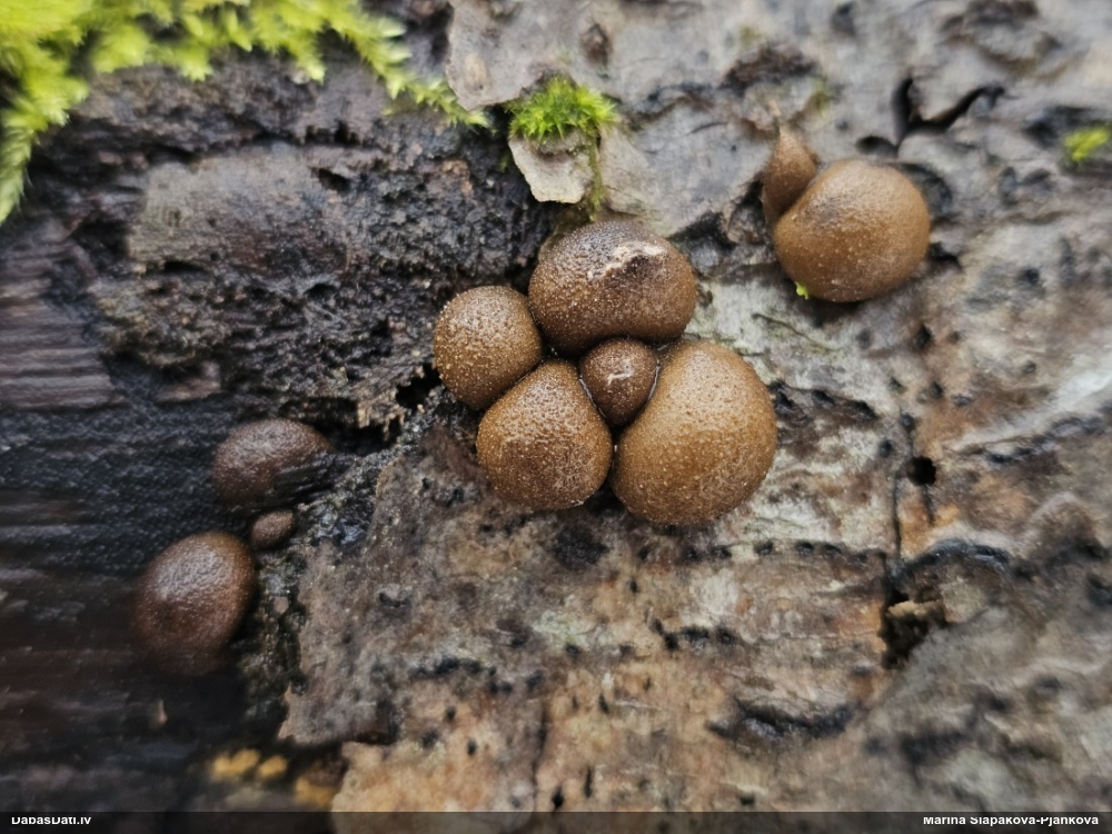 Koksnes vilkpienaine