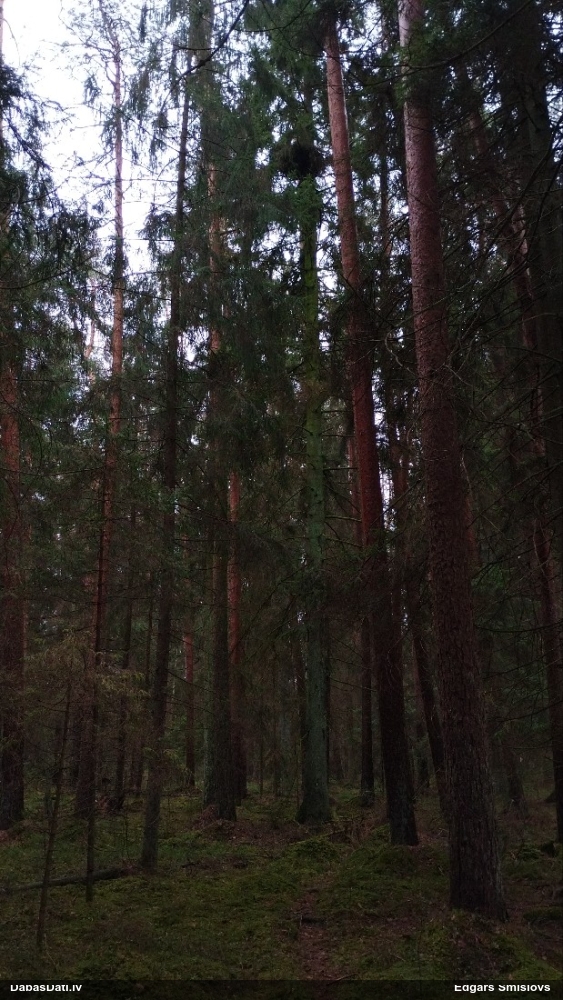 тетеревятник