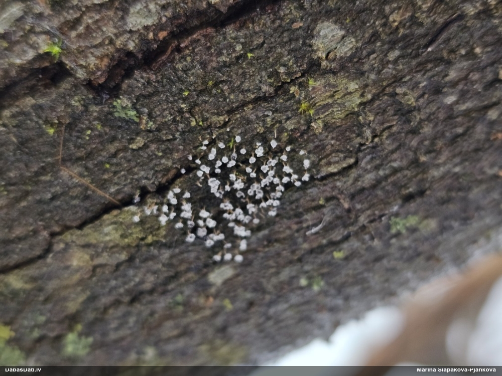 Krumpainā badhāmija