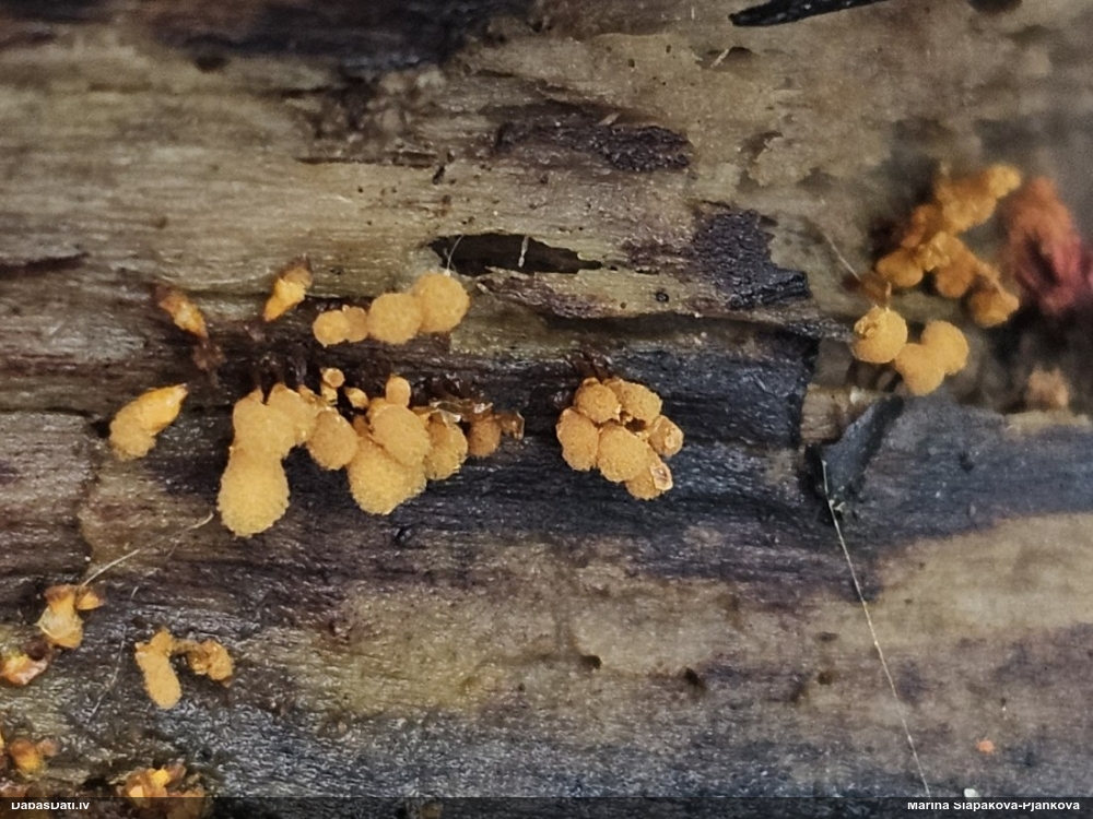 Apkaklītes pilienīte