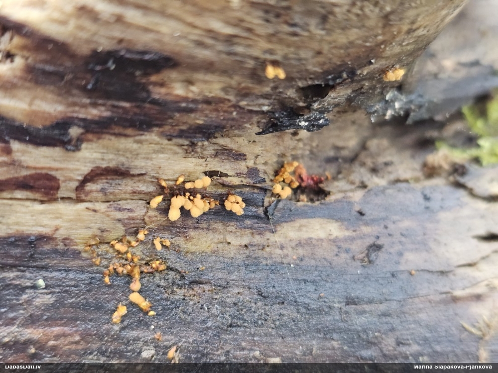 Apkaklītes pilienīte