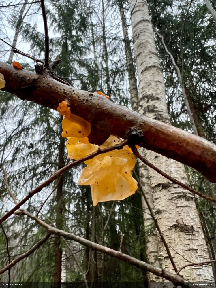 оранжевая, пленчатая дрожалка