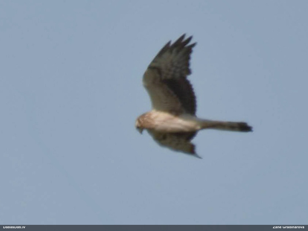 степной лунь