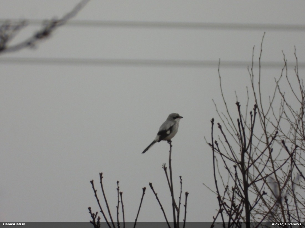 большой сорокопут