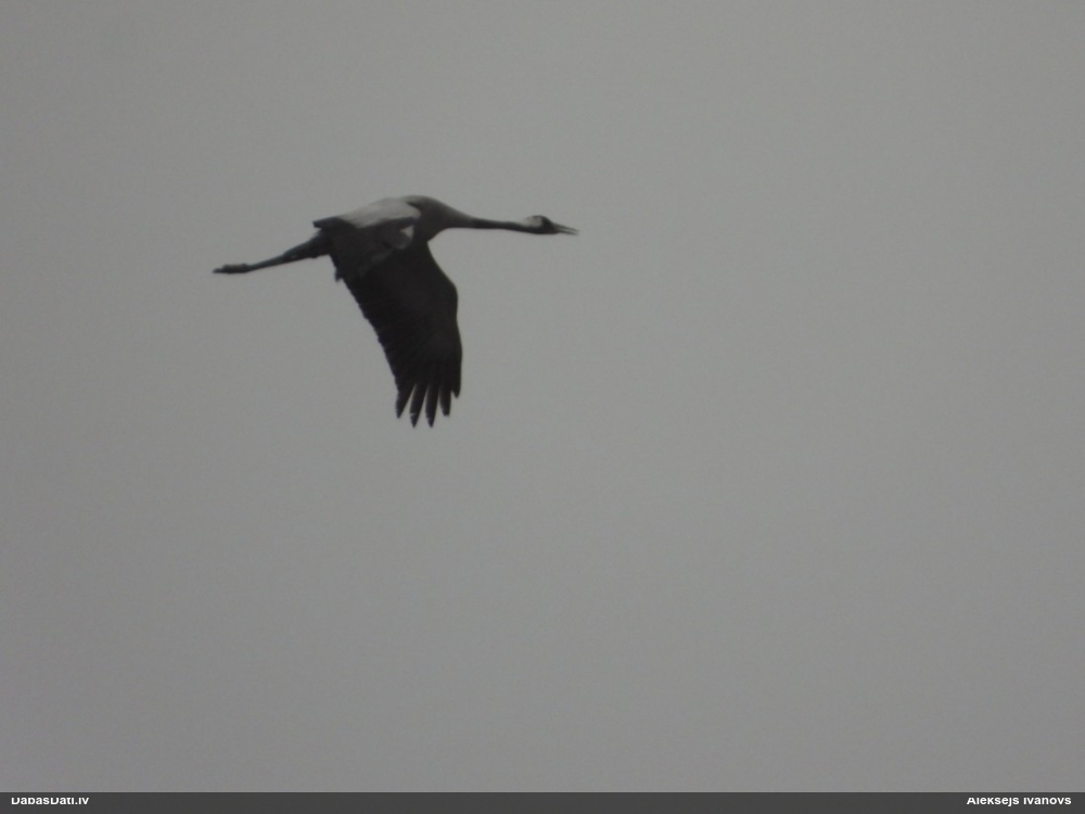 серый журавль