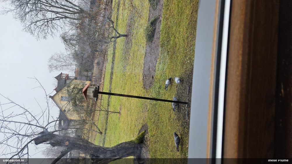 сизый голубь