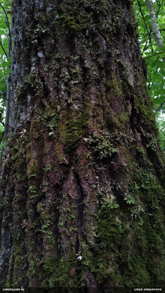 Parastais plaušķērpis