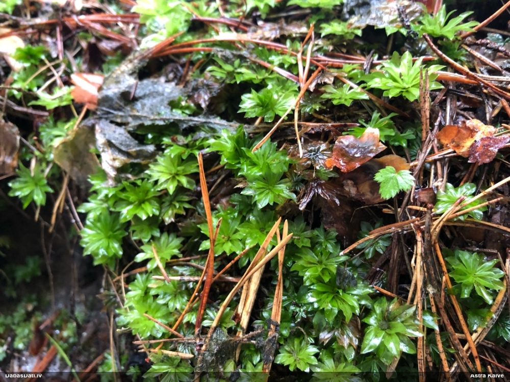 Parastā rožgalvīte