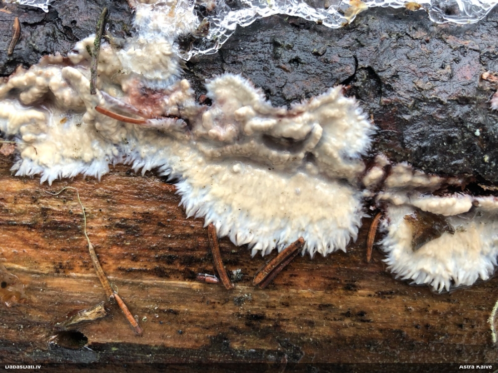 Centrbēdzes flēbija