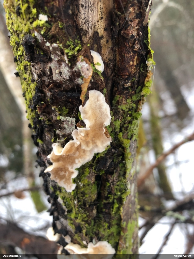 Sēne Byssomerulius corium