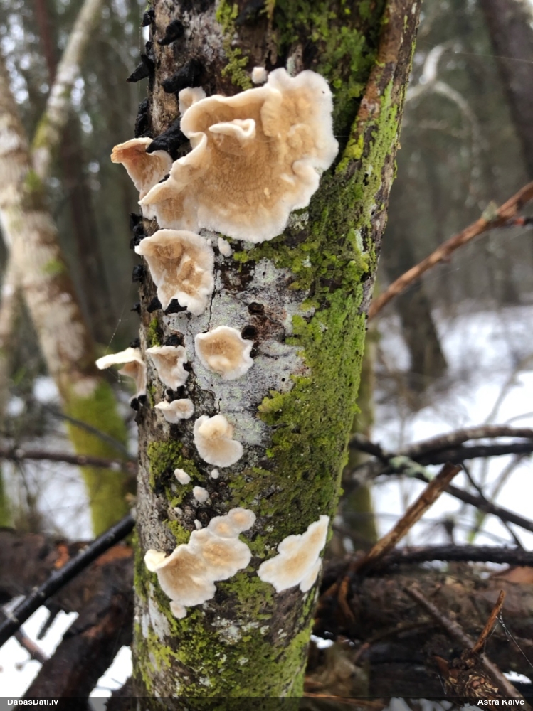 Sēne Byssomerulius corium