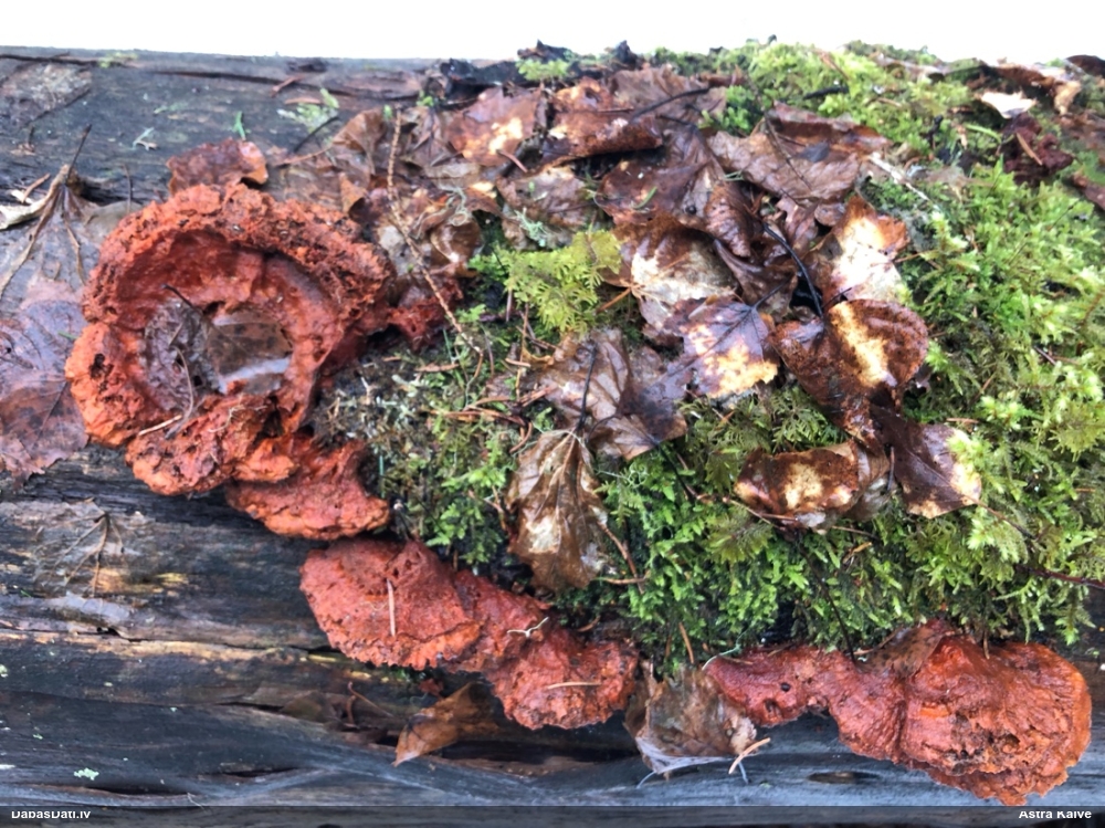 Liesmainā egļpiepe