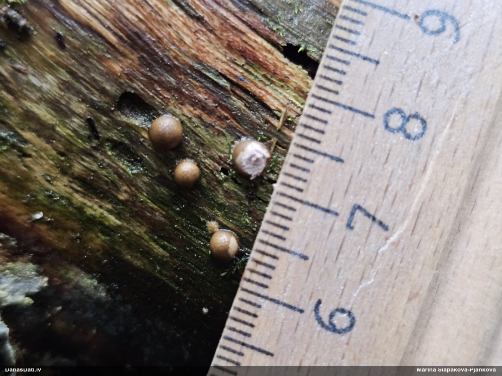 Vilkpienaine (nenoteikta)