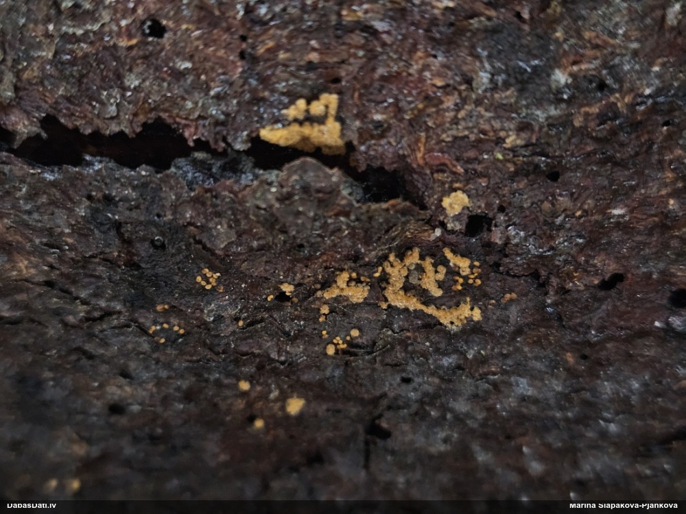 Trihija, hemitrihija (nenoteikta)