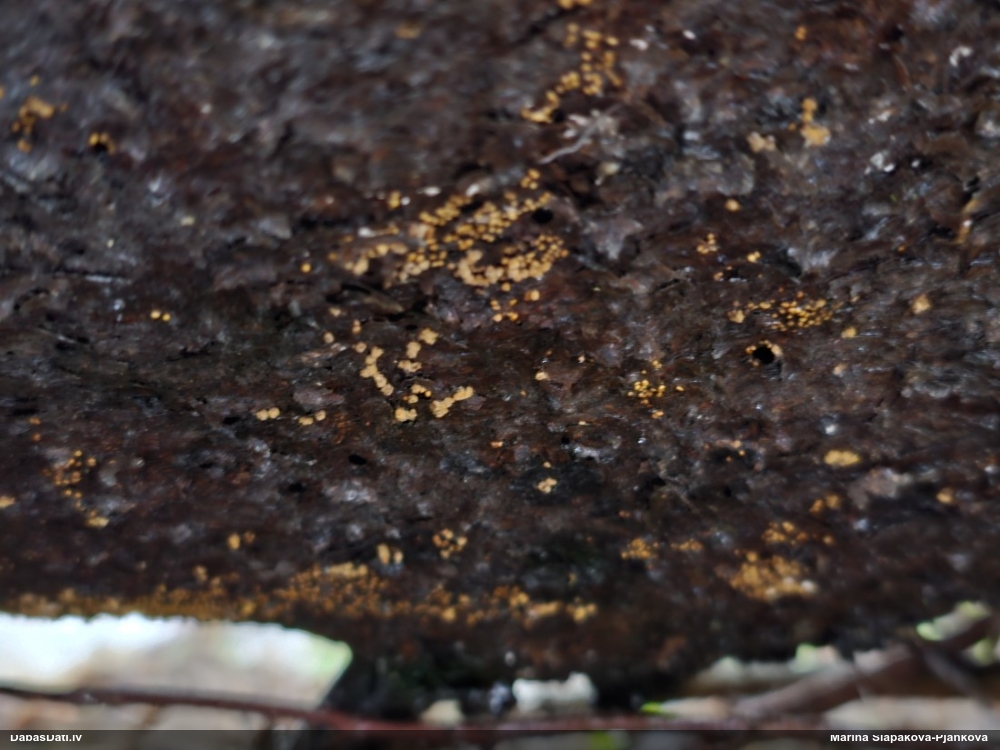 Trihija, hemitrihija (nenoteikta)