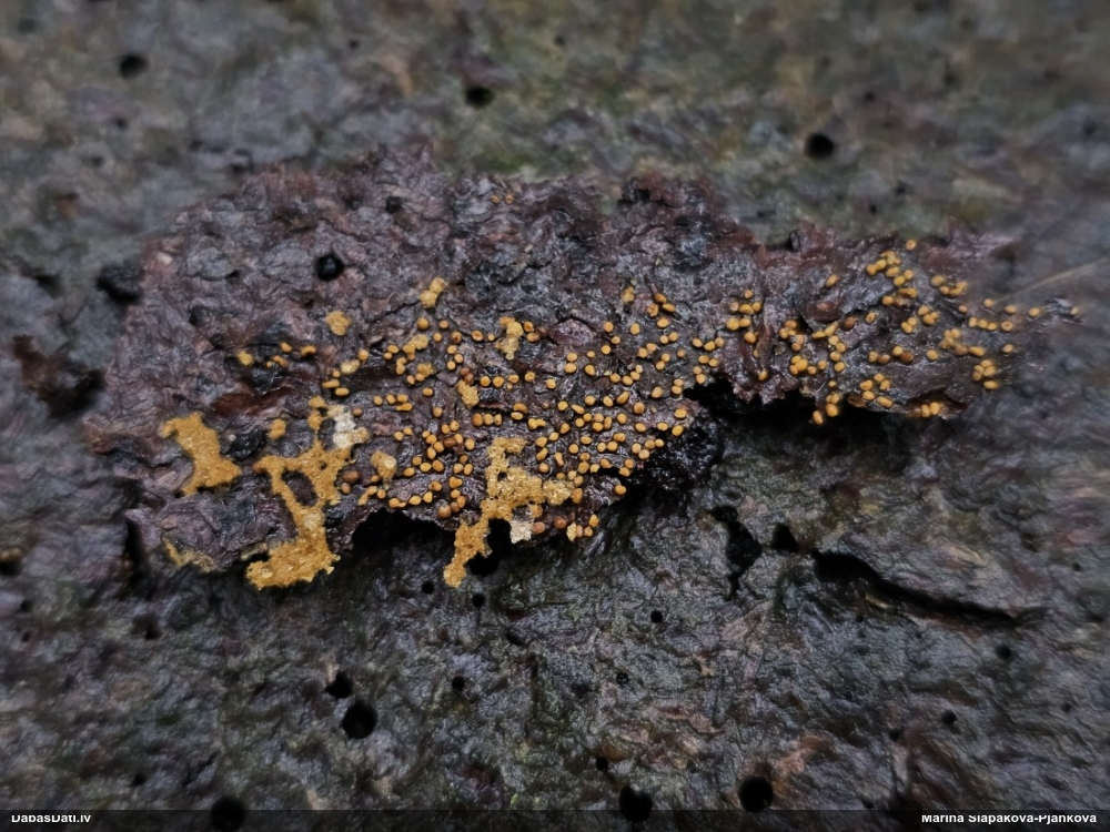 Trihija, hemitrihija (nenoteikta)