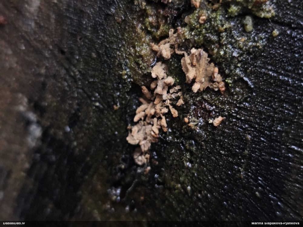 Sardelīšu arcīrija