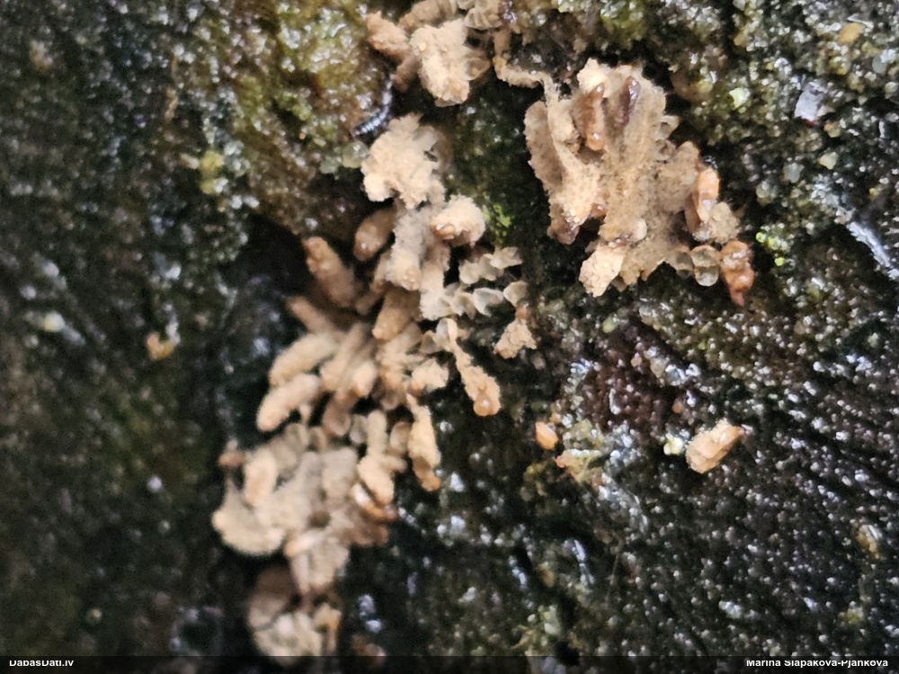 Sardelīšu arcīrija